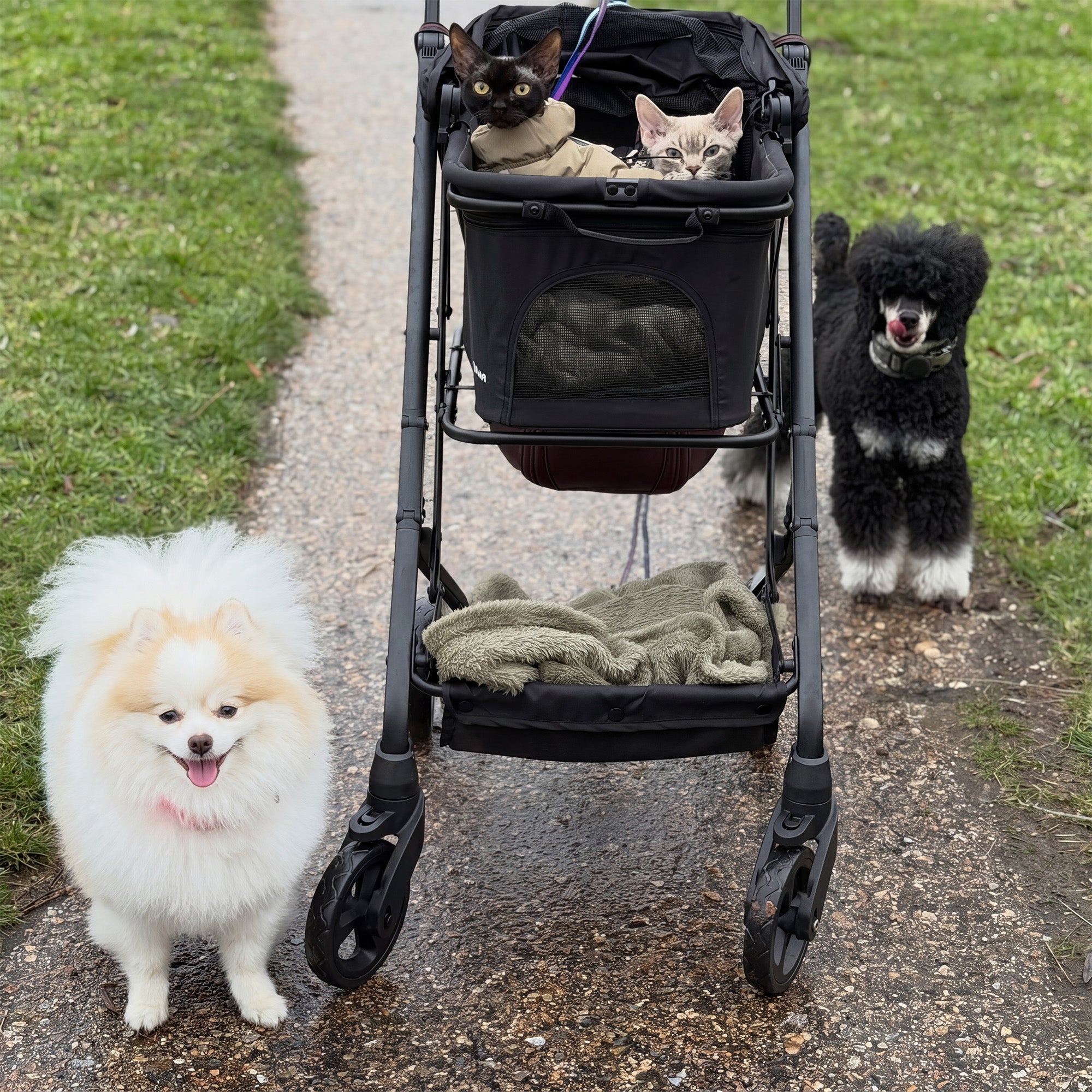 Poussette de luxe pliable pour chiens