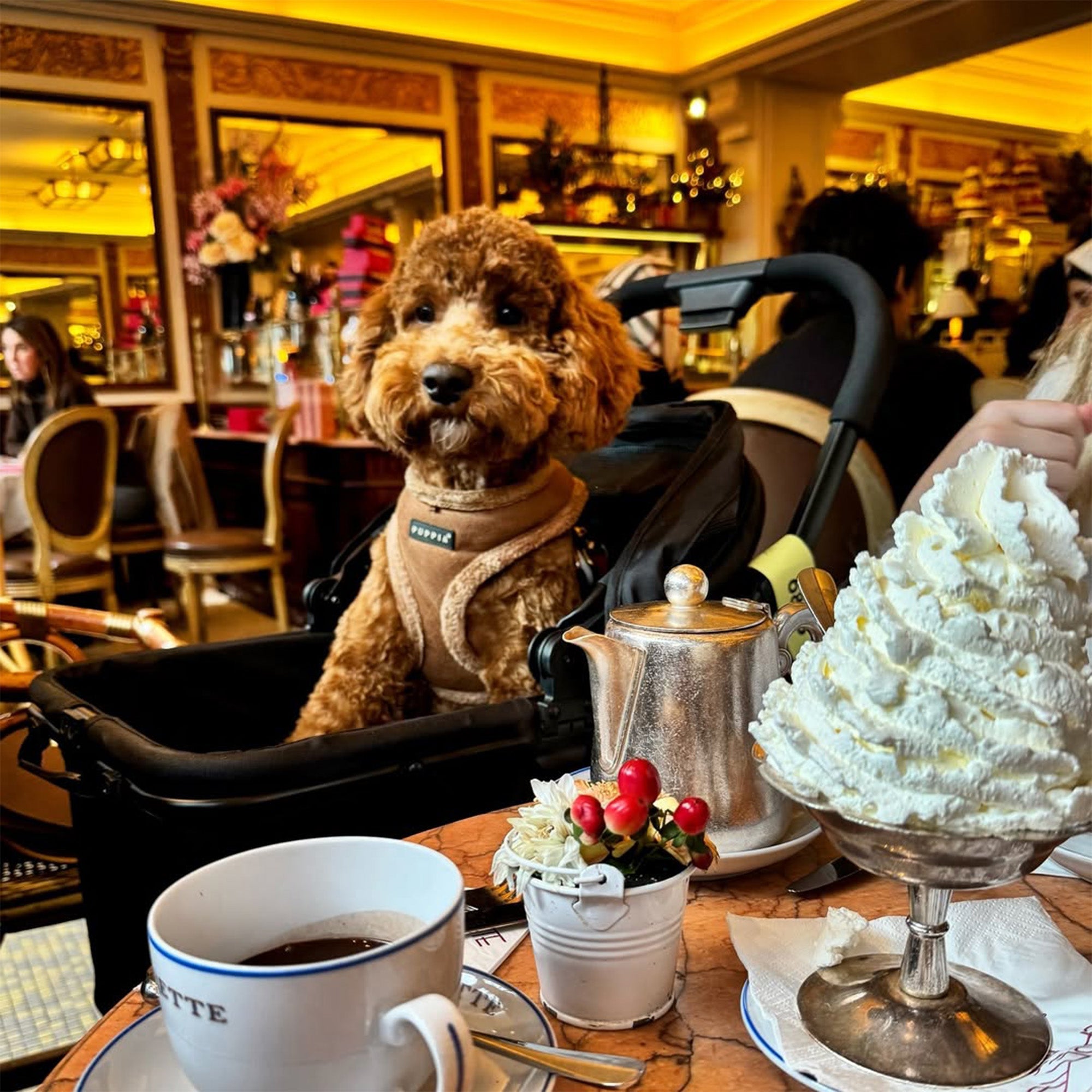 Poussette de luxe pliable pour chiens