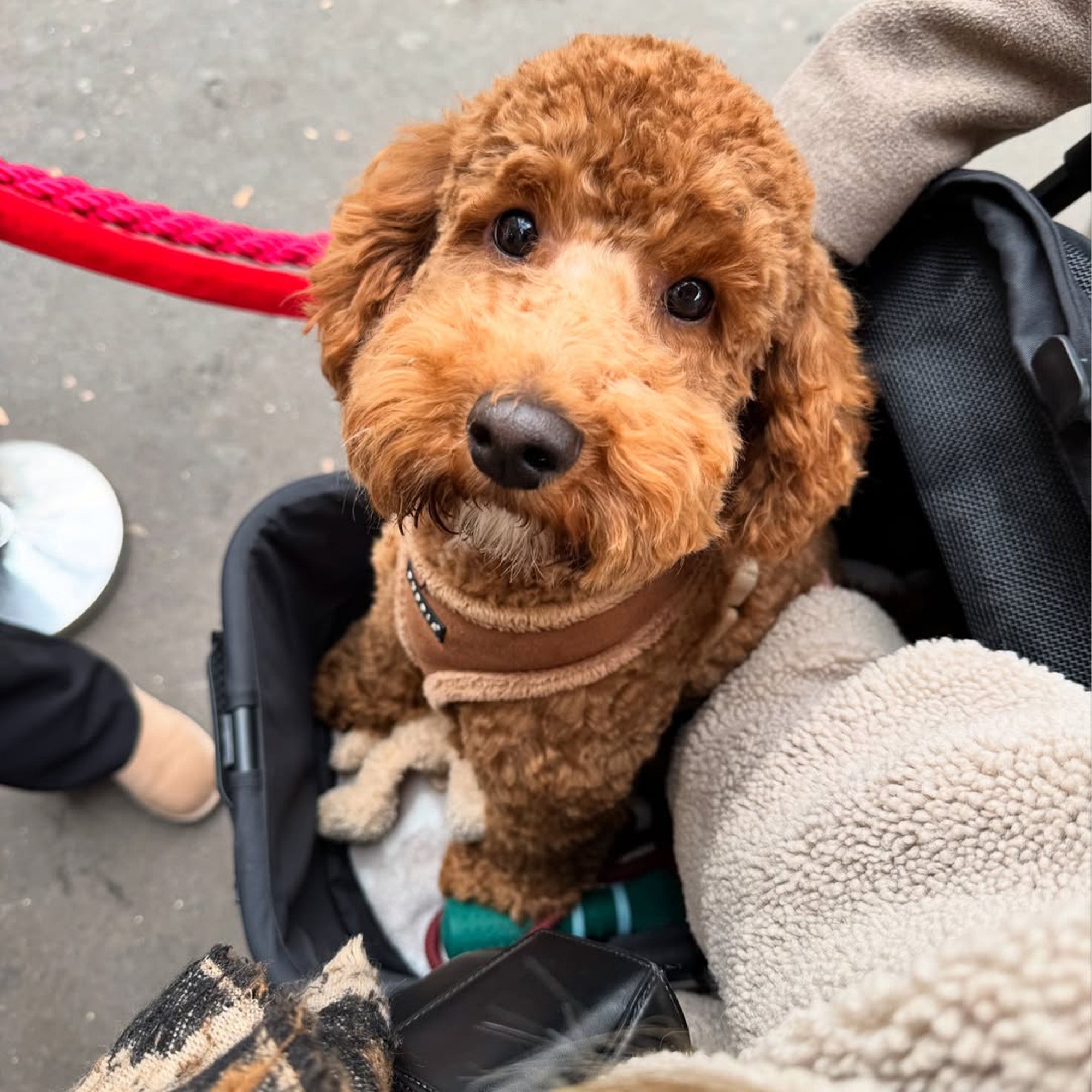 Poussette de luxe pliable pour chiens