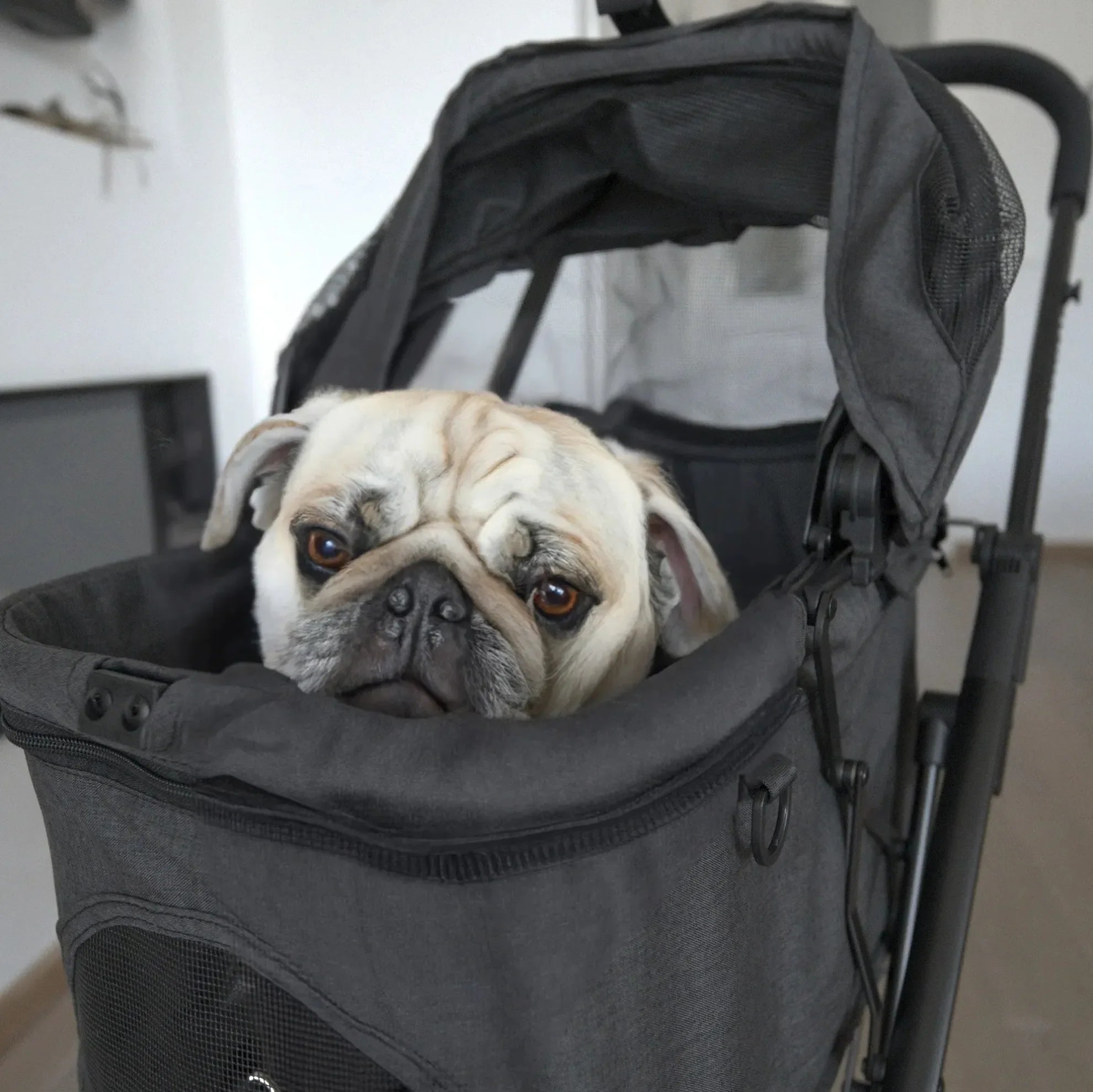 Luxury Foldable Dog Buggy
